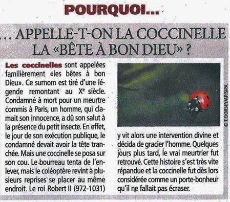 Coccinelle.jpg