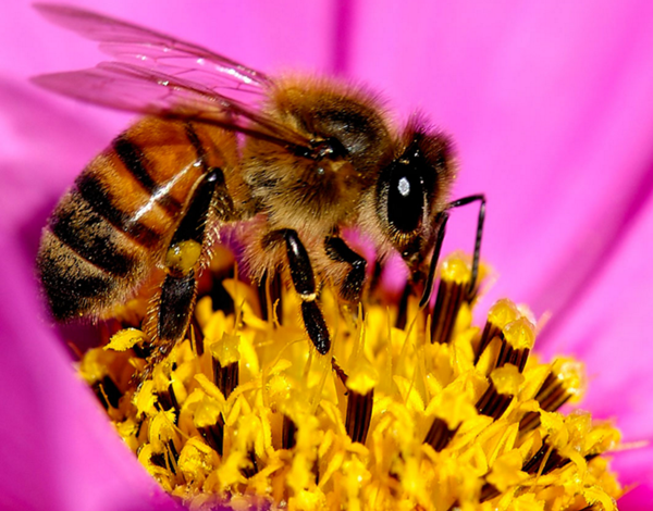 abeille-photo.png