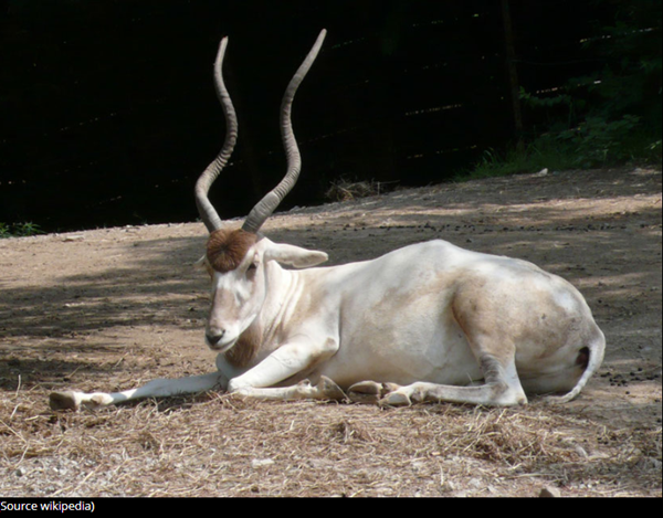 addax-photo1.png