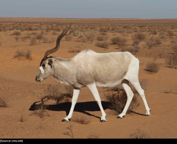 addax-photo2.png