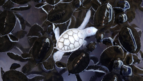 albinos-tortue.png