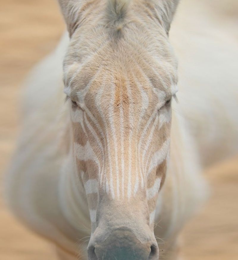 albinos-zebre.jpg