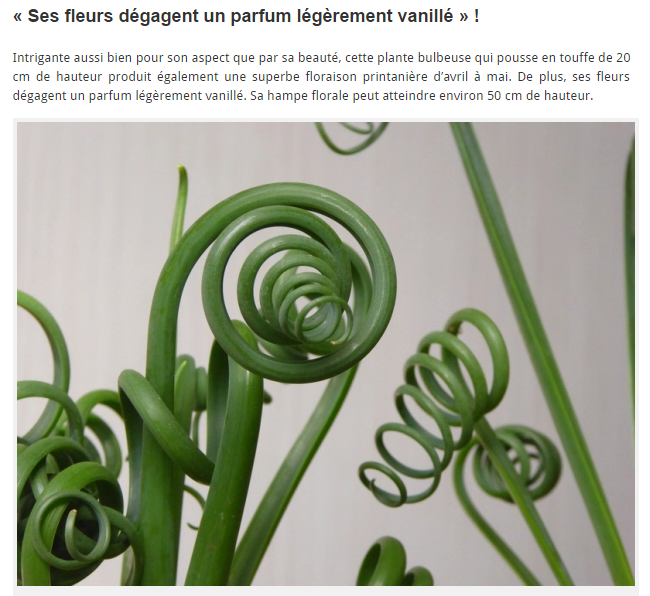 albuca-spiralis1.png