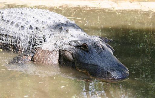 alligator-du-mississippi.jpg