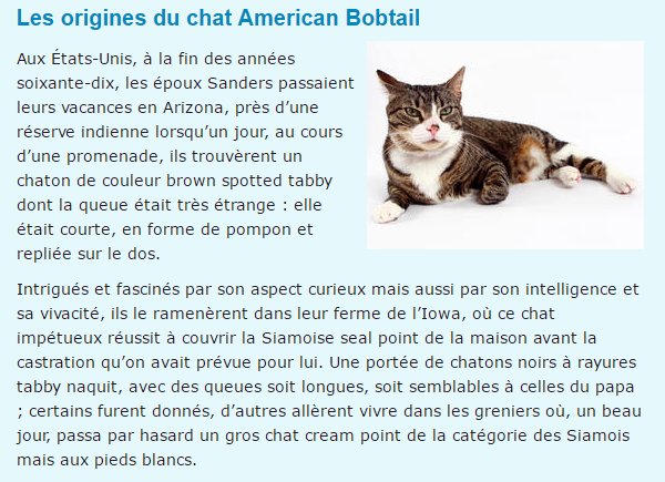 american-texte2.png