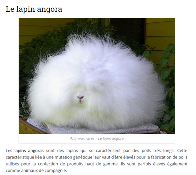 anim-lapin-angora.png