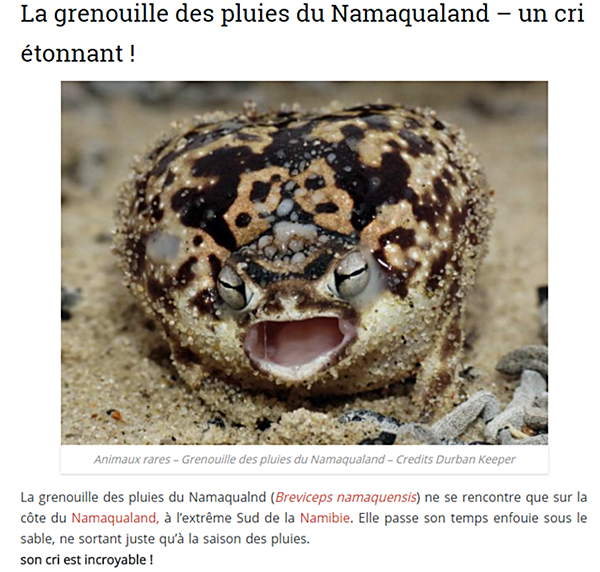 anim-rare-grenouille-des-pluies_1.png