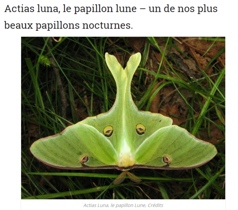 anim-rare-papillon-lune-photo.png