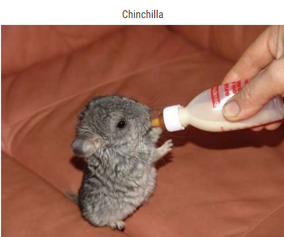 animal-bebe-chinchilla.png