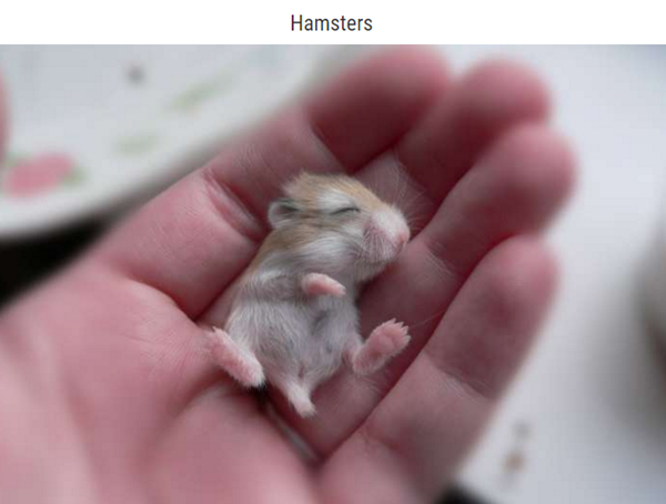 animal-bebe-hamster.png