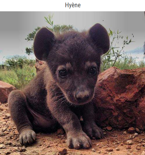 animal-bebe-hyene.png