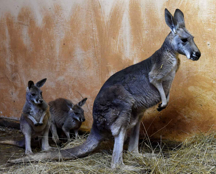 animal-bebe-kangourous.png