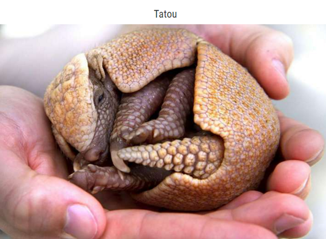 animal-bebe-tatou.png