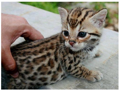 animal-chat-leopard-titre-photo.png