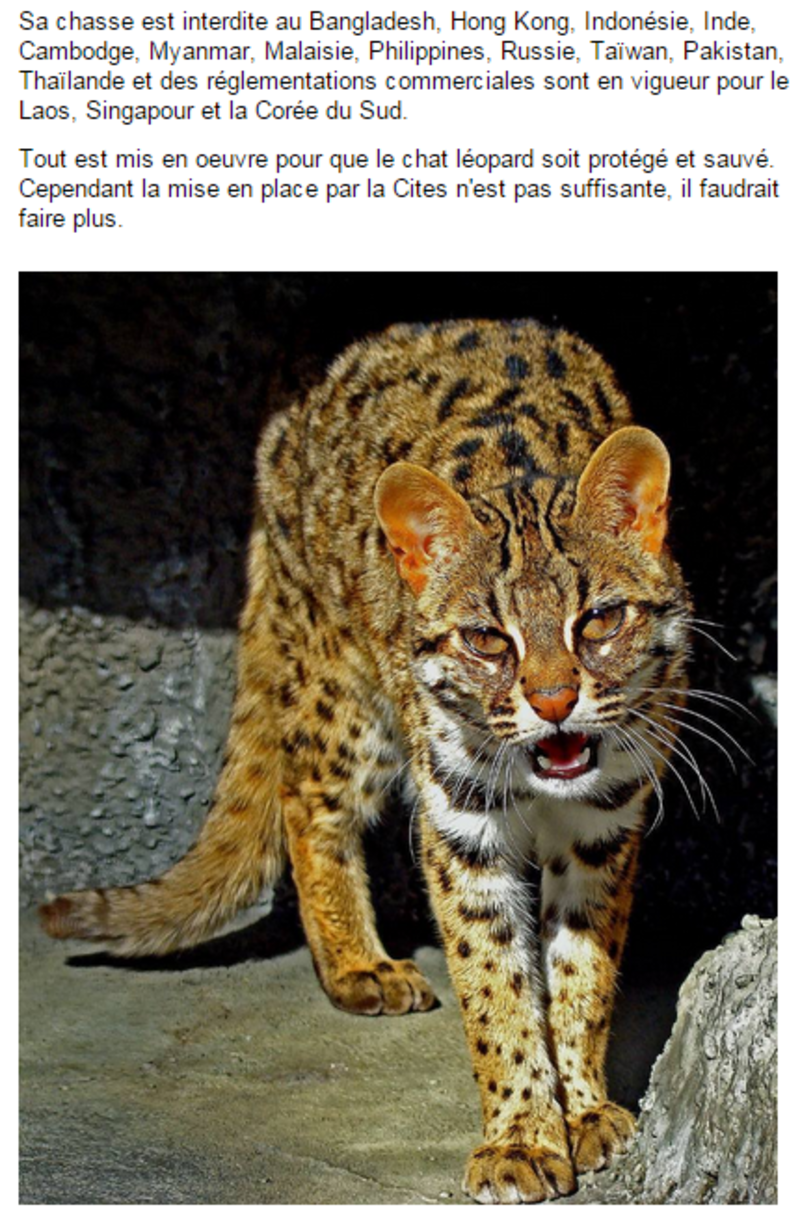 animal-chat-leopard-titre-photo1.png