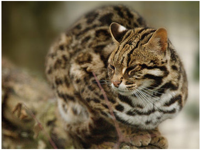 animal-chat-leopard-titre-photo2.png