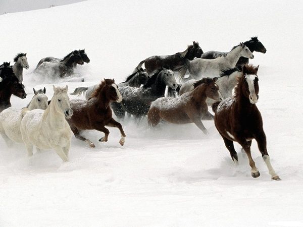 animal-chevaux-neige.jpg
