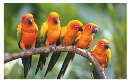 animal-conure-photo.png