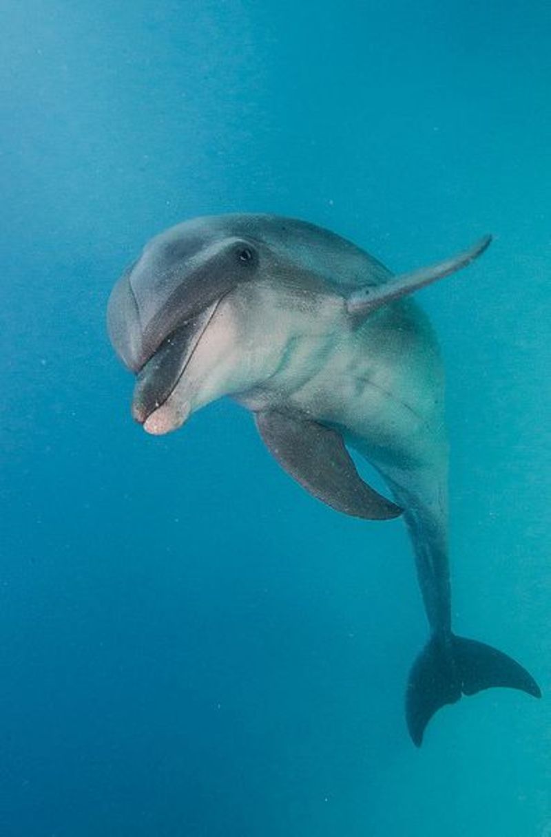 animal-dauphin.jpg