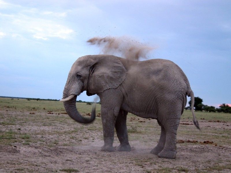 animal-elephant.jpg