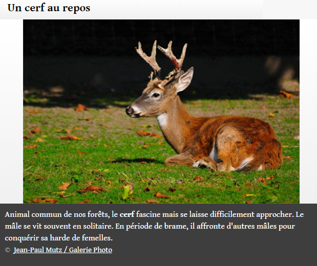 animal-foret4.png