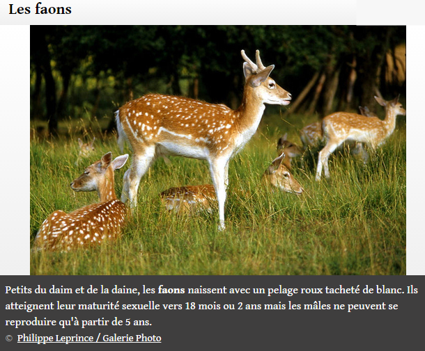 animal-foret8.png