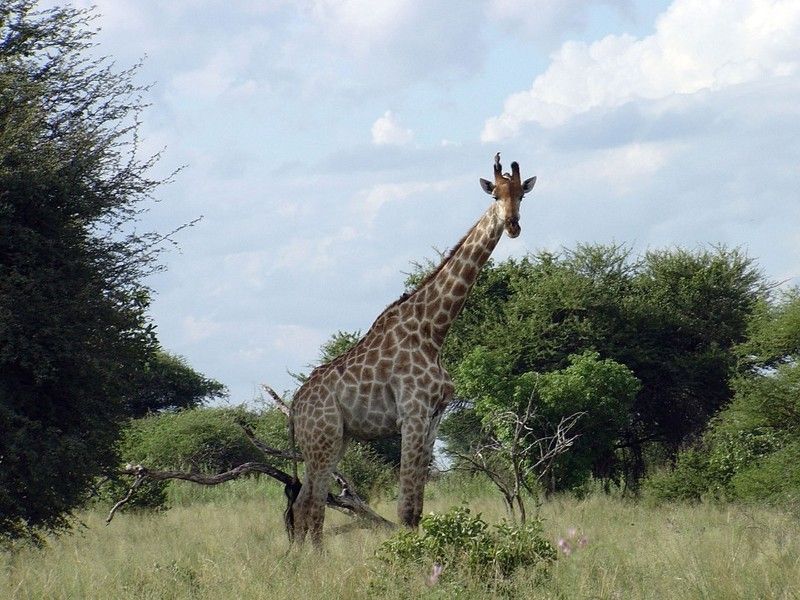 animal-girafe.jpg