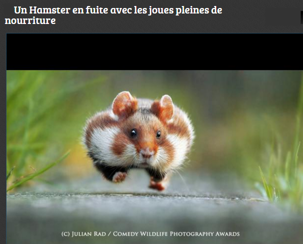 animal-hamster.png