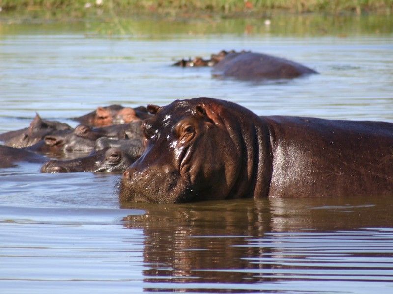 animal-hippo.jpg