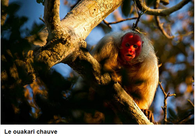 animal-le-ouakari-chauve-photo.png