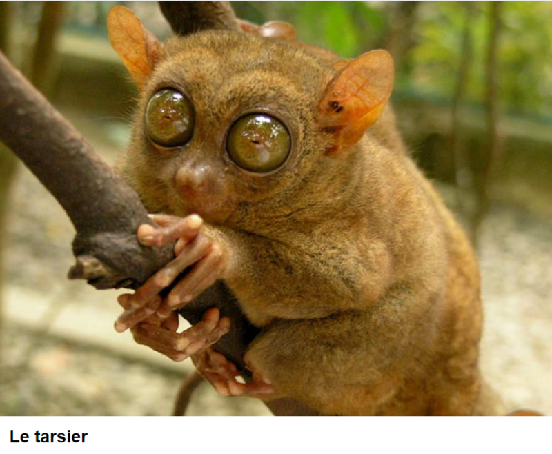 animal-le-tarsier-photo.png