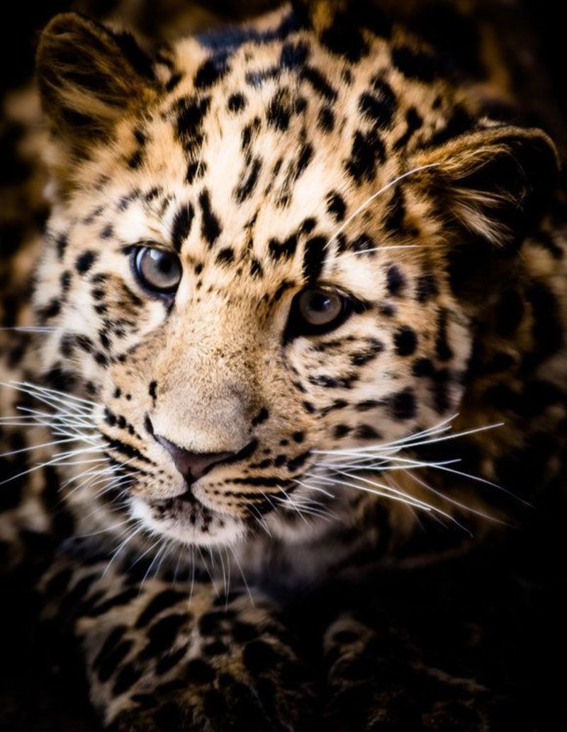 animal-leopard1.jpg