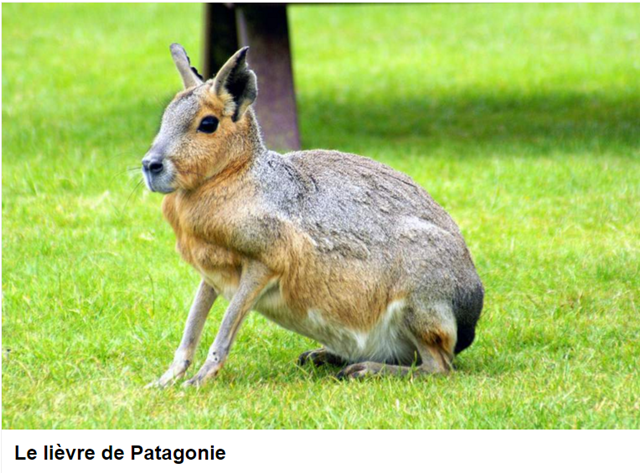animal-lievre-de-patagonie-photo.png