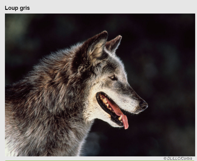 animal-loup-gris.png