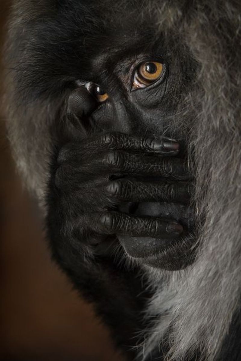 animal-macaque.jpg
