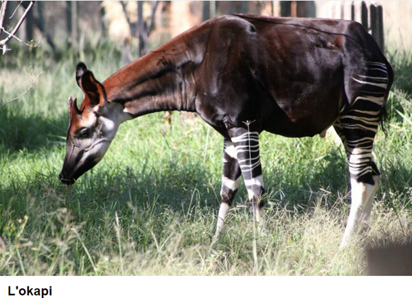 animal-okapi-photo.png