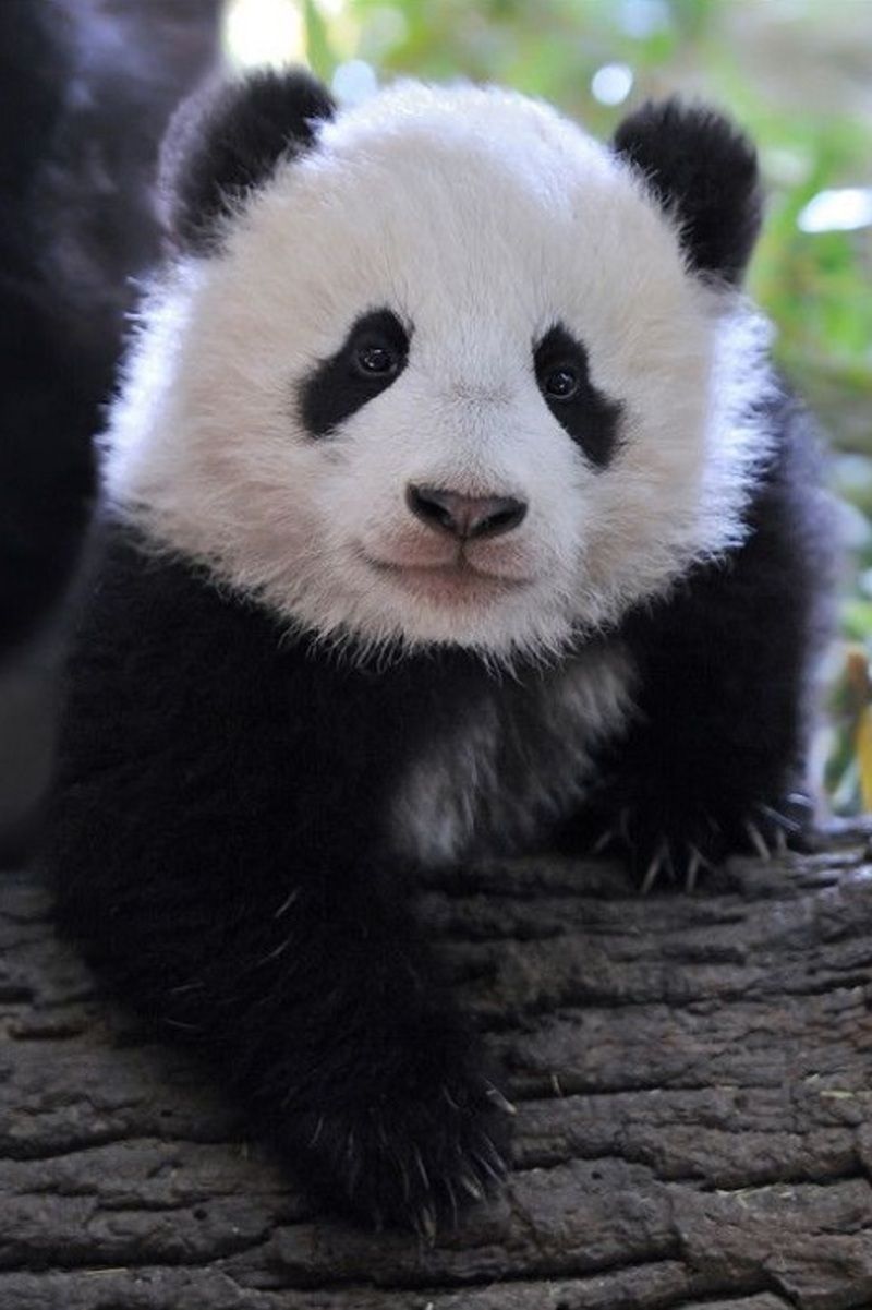 animal-panda.jpg