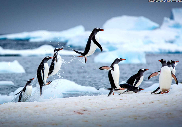 animal-saut-de-pingouins.png