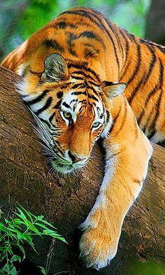 animal-tigre1.jpg