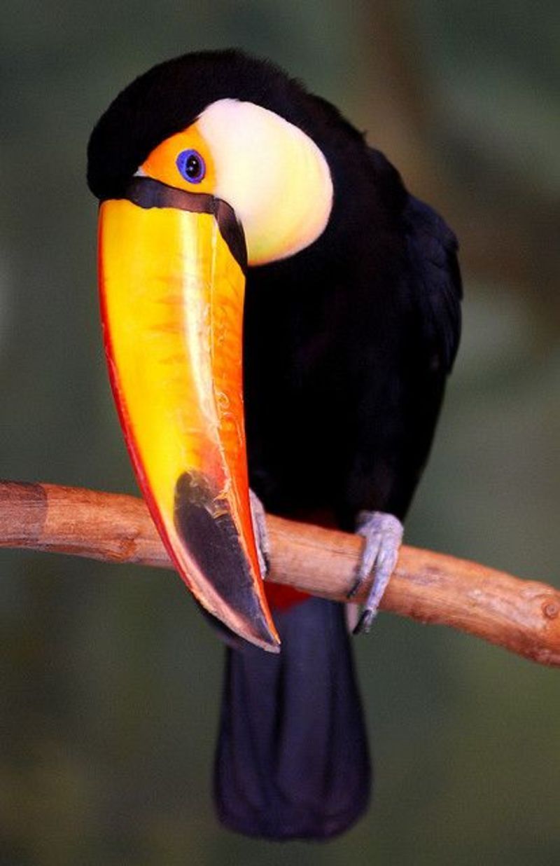 animal-toucan.jpg
