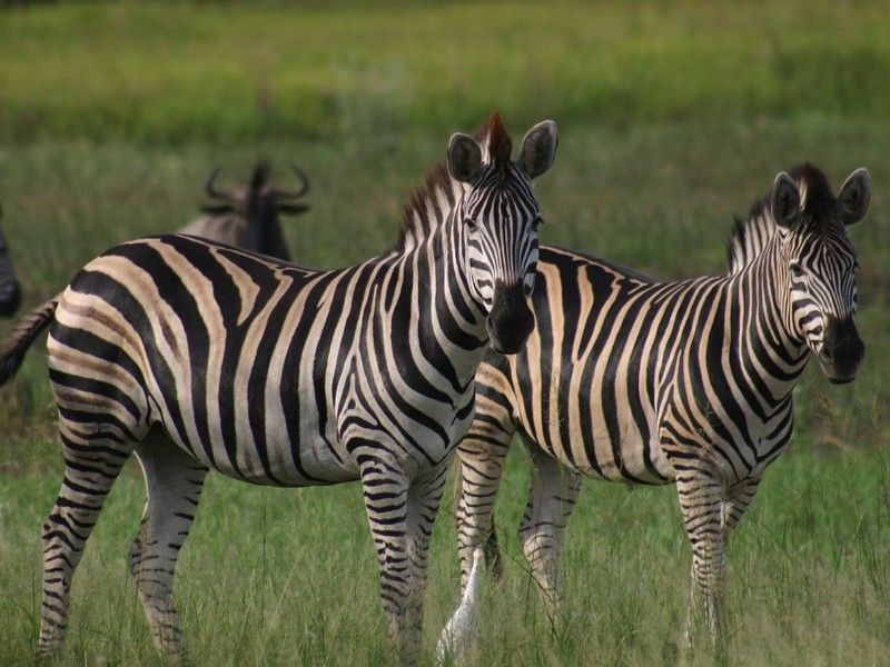 animal-zebre.jpg