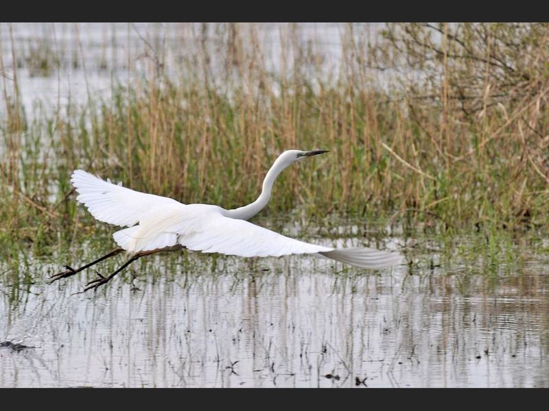 animalaigrette.jpg