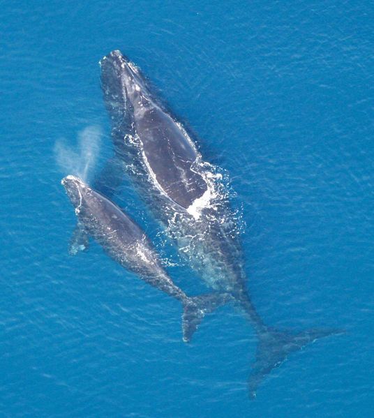 animaux-baleines.jpg