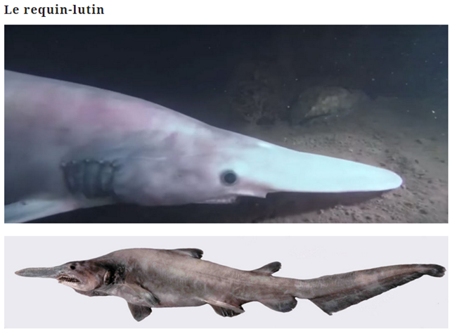 animaux-surprenants-requin-lutin1.png