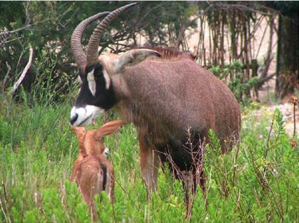 antilope-rouanne.jpg