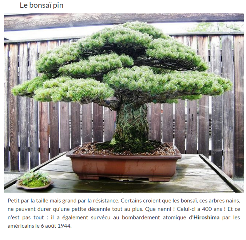 arbre8.png