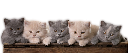 barre-chatons.png