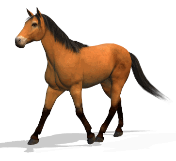 barre-cheval-trot.gif
