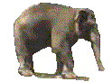 barre-elephant2.gif