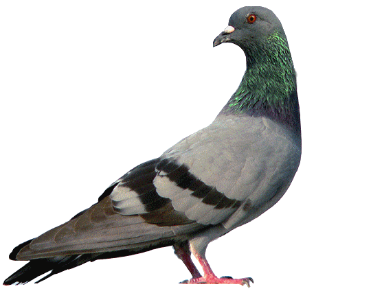 barre-pigeon.gif